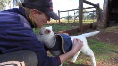 How to make a lamb's tail wiggle, wiggle, wiggle!