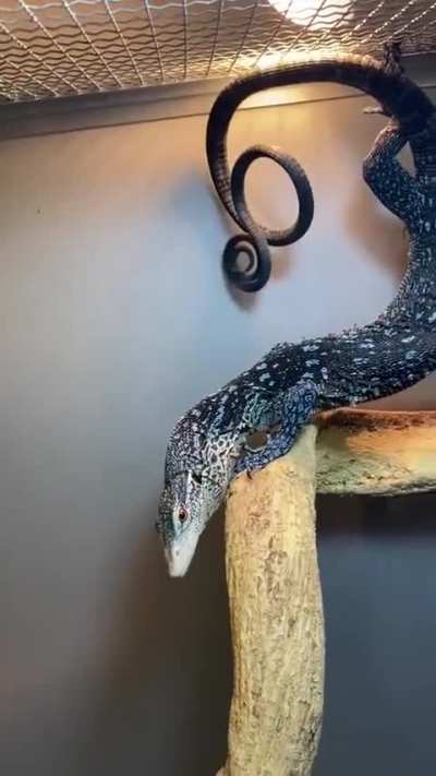 Lizard slow spin cycle