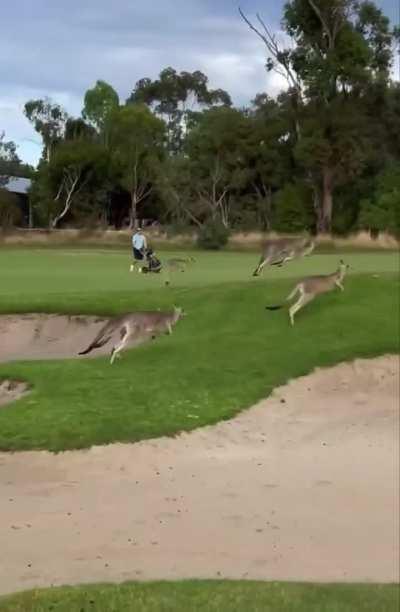 A kangaroo ‘stampede’