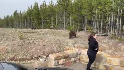 Tourist in Yellowstone National Park, USA ignores warnings from several people that she was too close to a mother grizzly bear