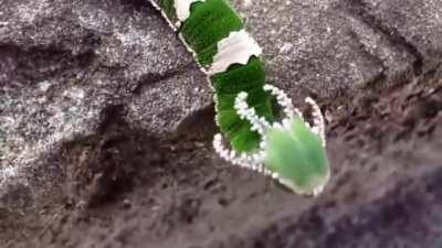 Dragon headed caterpillar