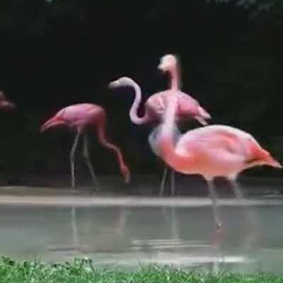 Smooth flamingo