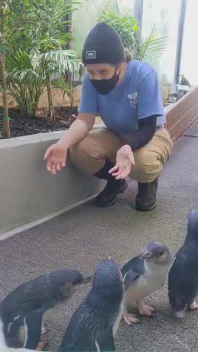 Baby Penguin hugs