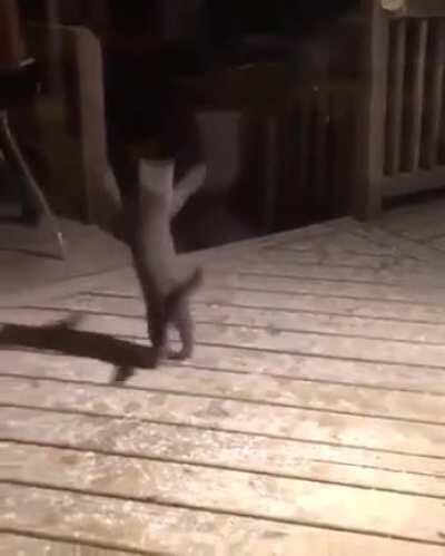 Kitten sees snow for the first time and tries to catch it