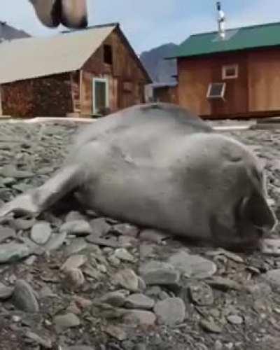 Baby seal and his dog friend.