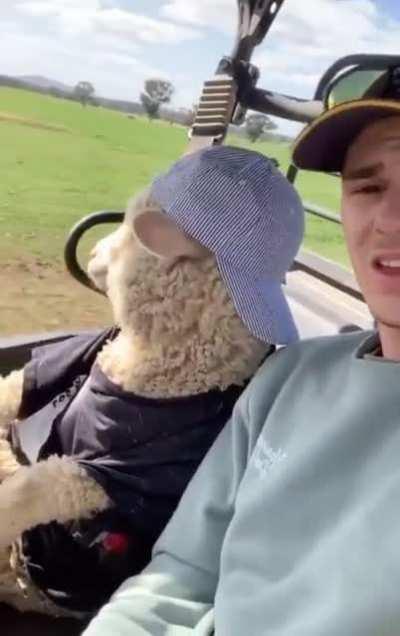 Cruising in the tractor with sheep.