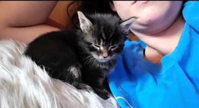 Maine coon kitten, faceplants while dozing off