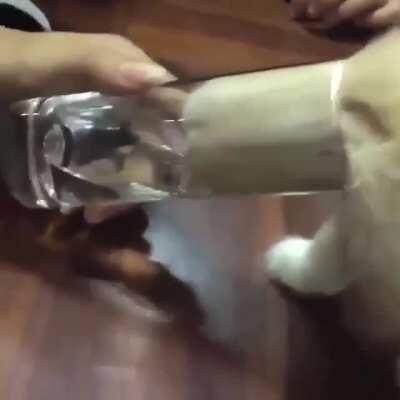 Just a cat drinking some water