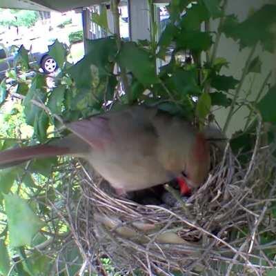 She has had her breakfast and no change in the eggs today