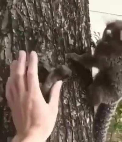 A man rescues a lion tamarin pup and returns it to his mother.