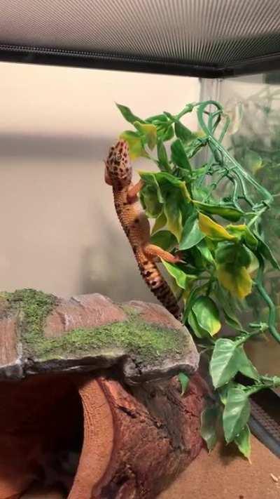 I love leopard geckos man