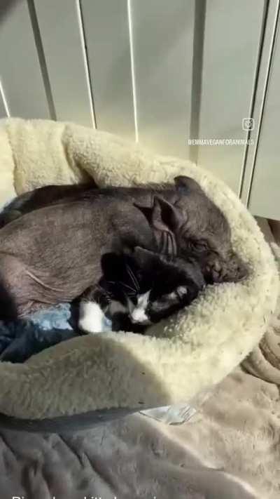 Rescued pig makes cat friend