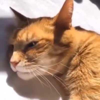 Cat sings twinkle twinkle little star with owner