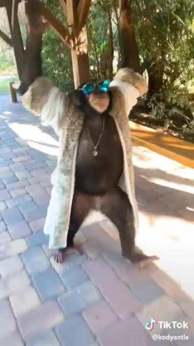 guys. chimp pimp