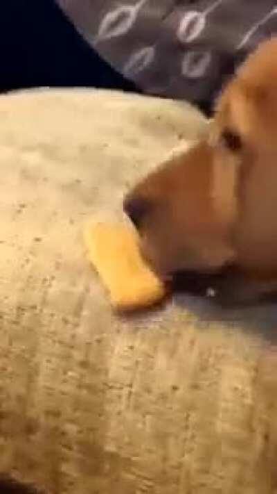 Dog shares the other half of her biscuit