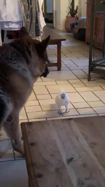 Cockatoo Learned How To Bark.....