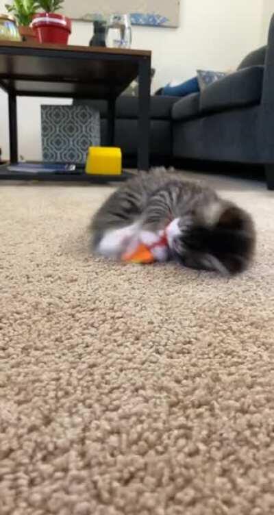 Our new half Maine Coon fur baby, Finn (and his big sis Kiwi in the back)