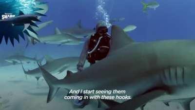 Cristina Zenato has removed more than 300 fishing hooks from sharks' mouths. First, a shark she knew approached and kindly nudged her for help. After this event, many unknown sharks approached her for hook removal services. Sharks display full trust and s