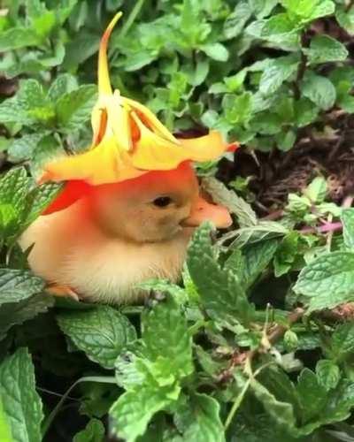 Little duckling wearing a flower as a hat 🥰🐥