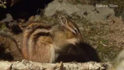 A chipmunk grabs a snake by the head and chows down on it