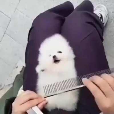 Brushy brushy