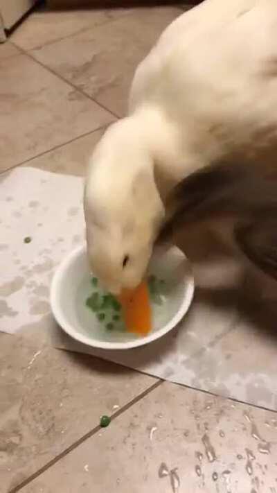 Nom noms