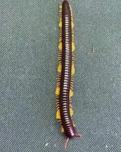 The way this Flameleg Millipede walks is hypnotic