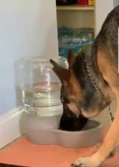 Pupper isn’t so sure about his automated water bowl