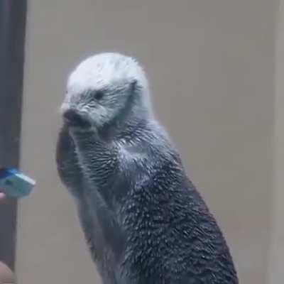 Checking the temperature of a sea-otter