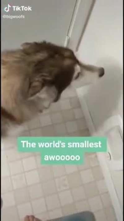 awooo