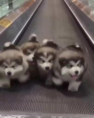 Little huskies