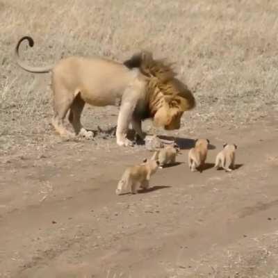 Dad and Cub