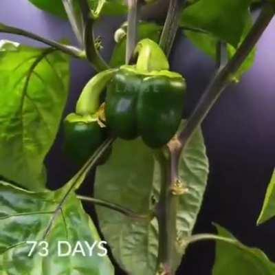 Watching a bell pepper grow