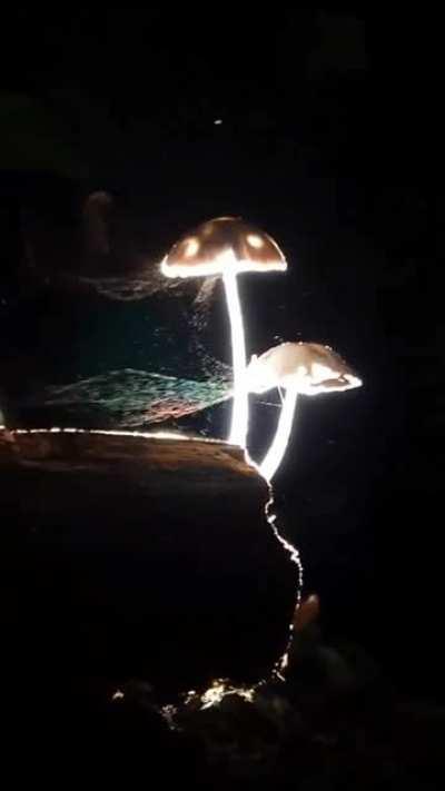 Mushrooms releasing millions of spores in the wind to propagate.