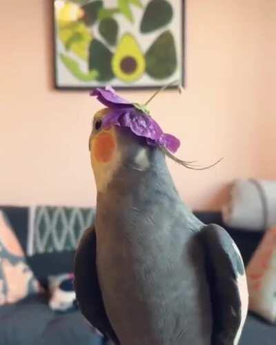 Cute birb sings “I’m a little Teapot”. I hope this brightens your day!