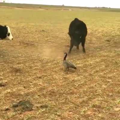 Boss Goose Takes On Cows