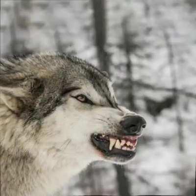 This cool wolf hypermotion