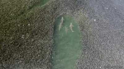 Sharks hunting in a big school of fish