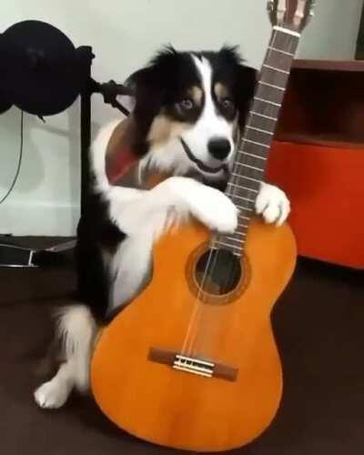 Jazz dog plays upright bass (6 string acoustic upright bass tuned one octave higher)