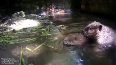 Keeping baby beaver out of the water