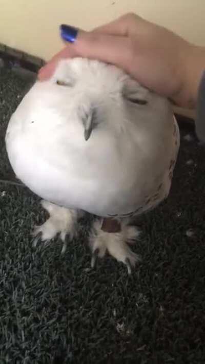 Snowy owls are just feathered marshmallows.