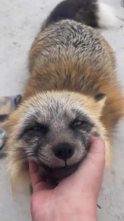 Milo the Fox showing his appreciation for the good pets with happy squeals.