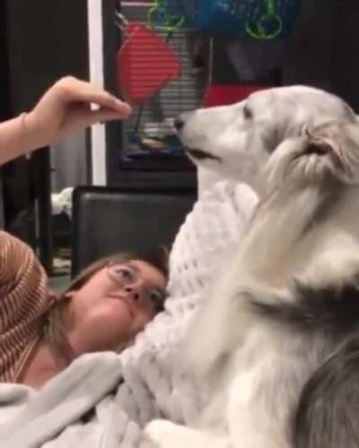 Dog figures out he's being bamboozled.