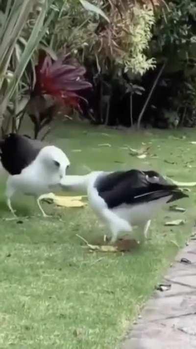 Laysan Albatross Courtship Dance