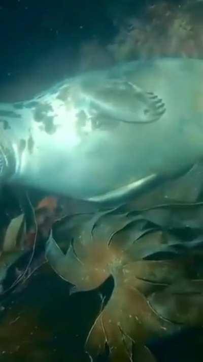 A seal sleeping peacefully in a kelp forest, Lundy Island UK.