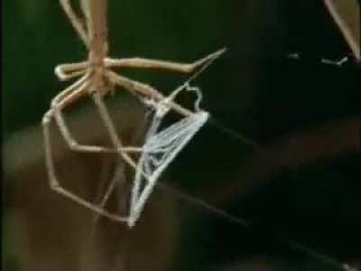 Gladiator Spider carefully weaves a quadratic net, which is very elastic, and although not very sticky, it does well to entangle whiskers, bristles, and hairs. When it’s ready, the gladiator spider waits for the perfect moment. Its eyes are very developed