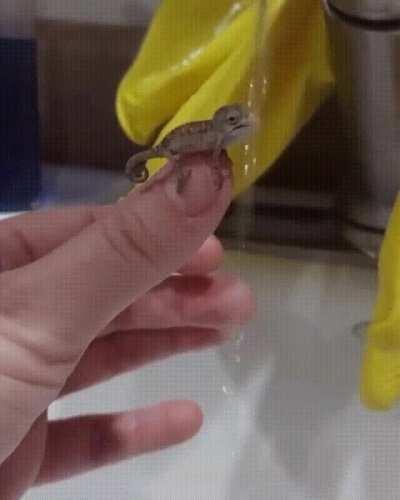 Tiny dude taking a big sip of water then plays with it