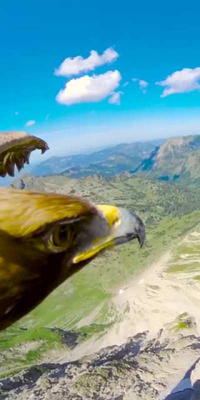 POV of an Eagle 🦅 Source: Unknown