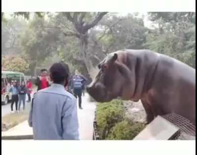 Hippo trying to escape confinement in India