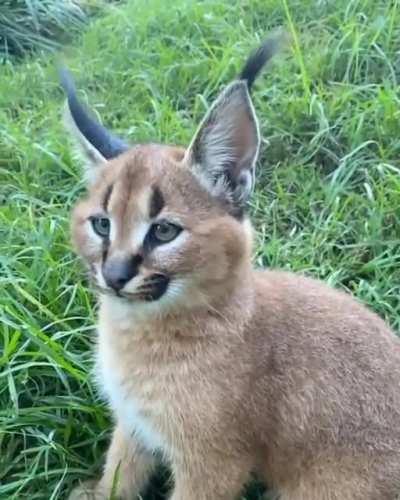 Cute caracal does a earflip